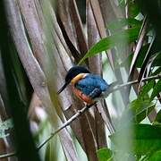 American Pygmy Kingfisher