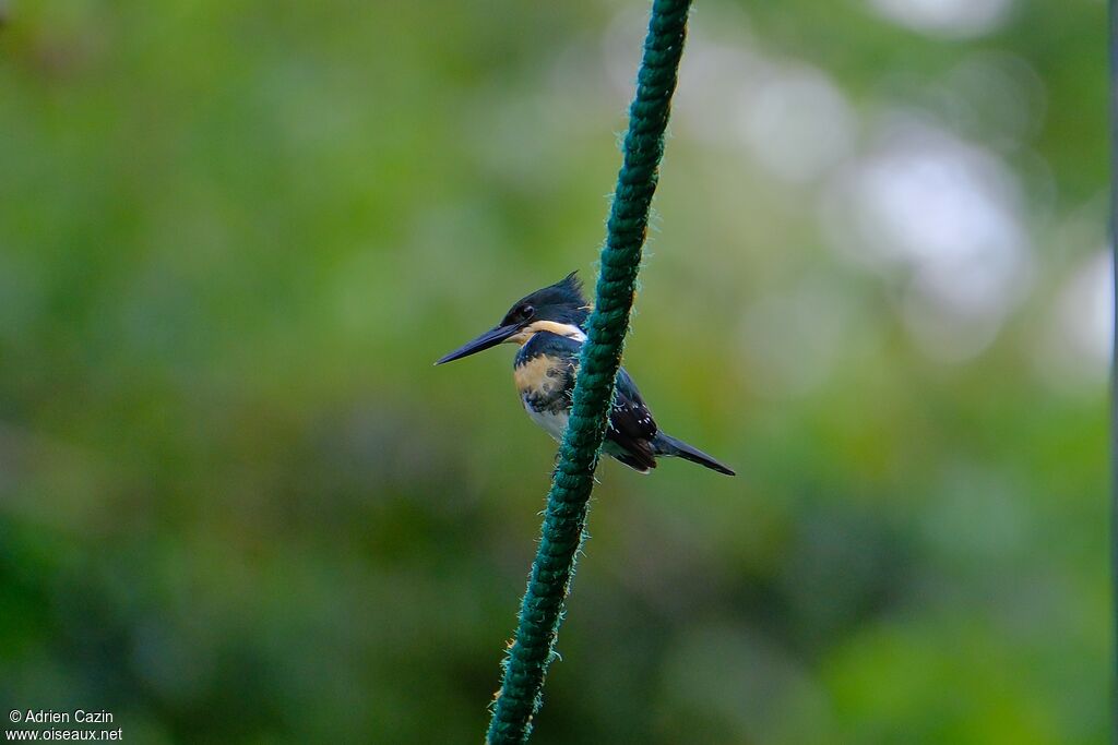 Green Kingfisher female adult