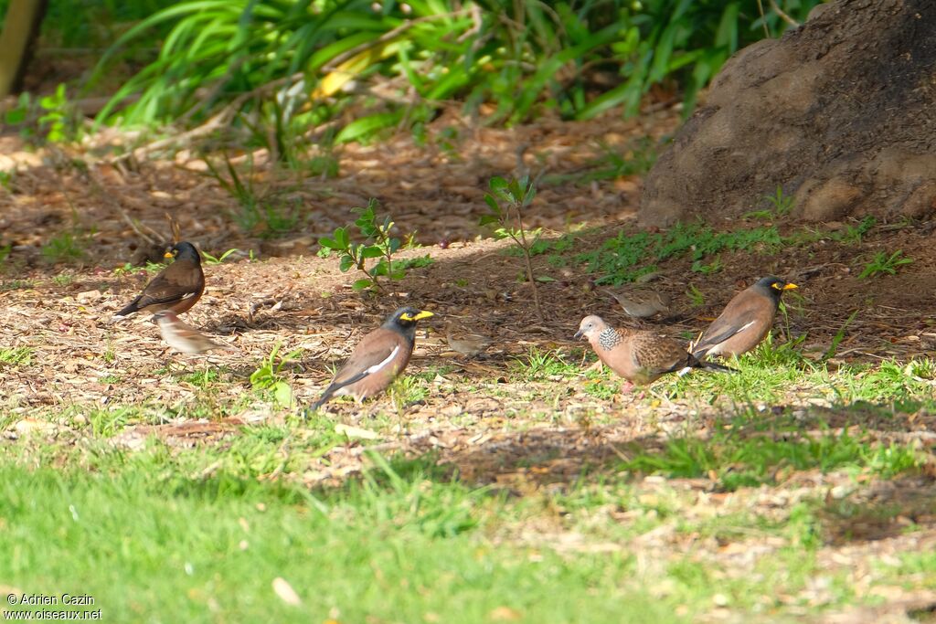 Common Myna