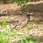 Common Myna