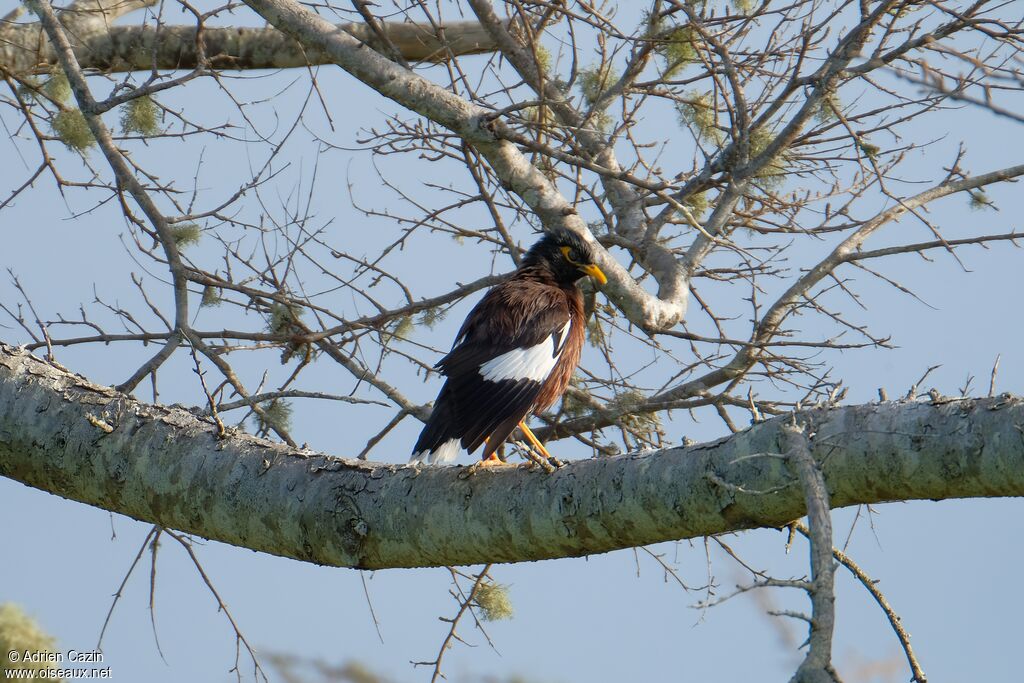 Common Myna