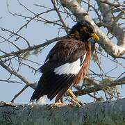 Common Myna