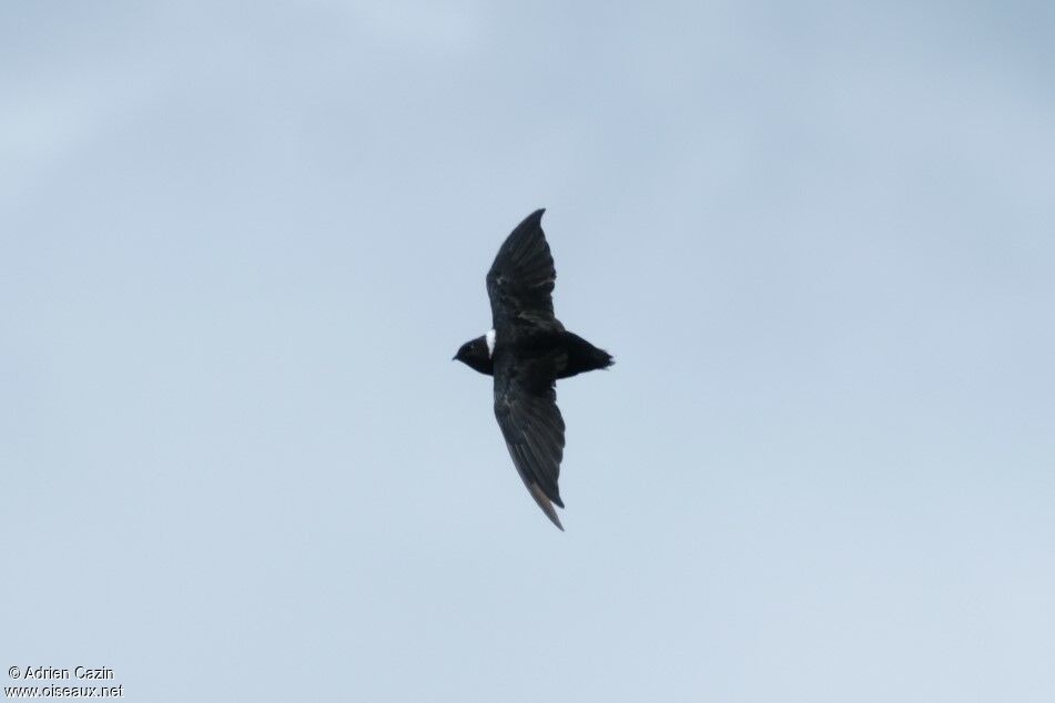 White-collared Swiftadult