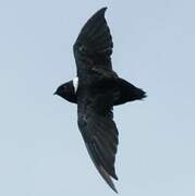 White-collared Swift