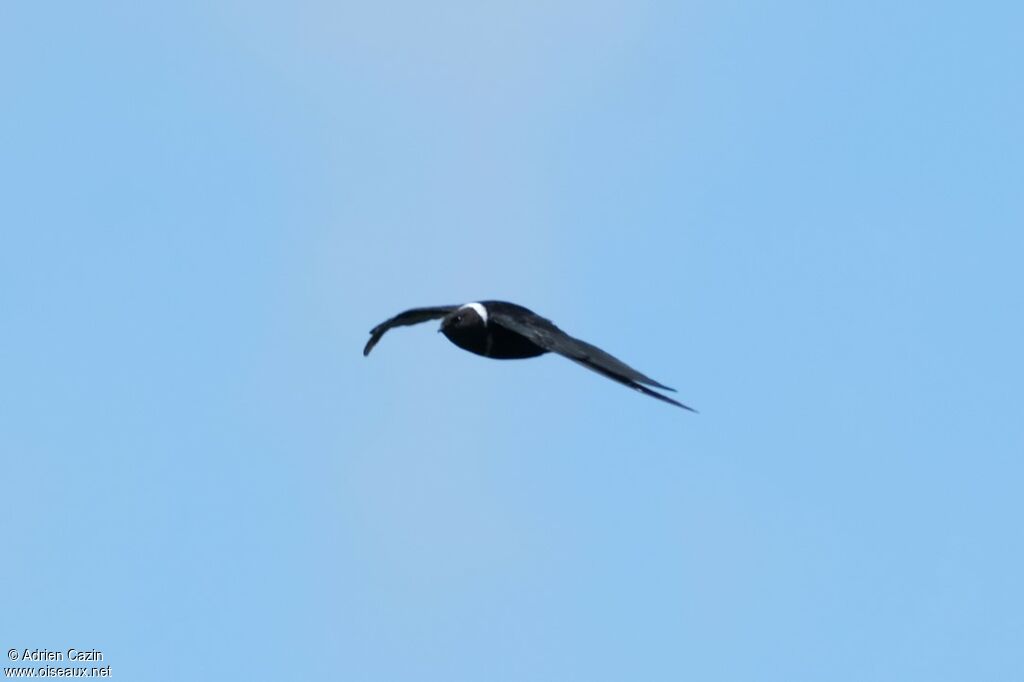 White-collared Swiftadult