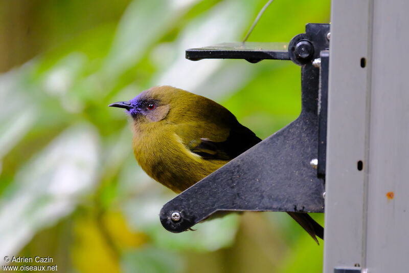 New Zealand Bellbird male adult