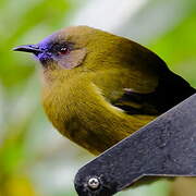 New Zealand Bellbird