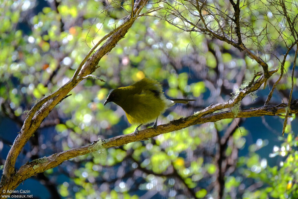 New Zealand Bellbird