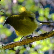 New Zealand Bellbird