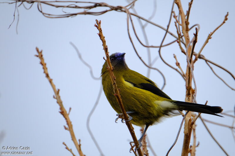 New Zealand Bellbird male adult