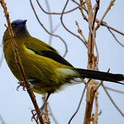 New Zealand Bellbird