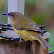 New Zealand Bellbird