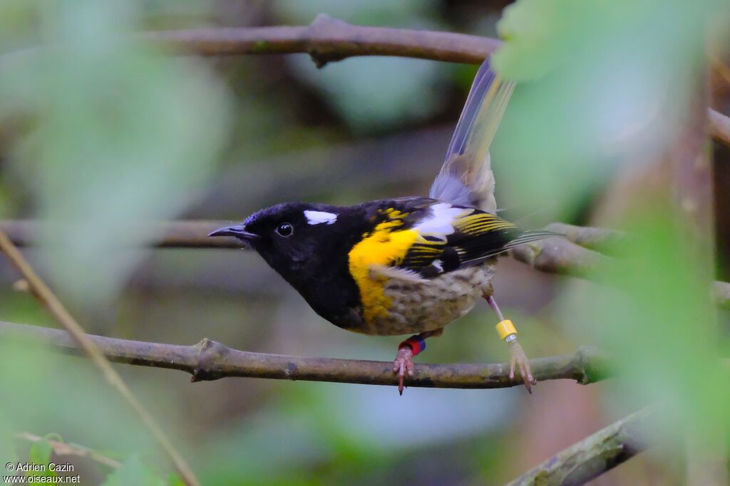 Méliphage hihi mâle adulte, identification, composition