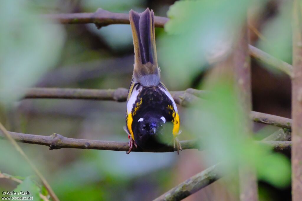 Stitchbird male adult