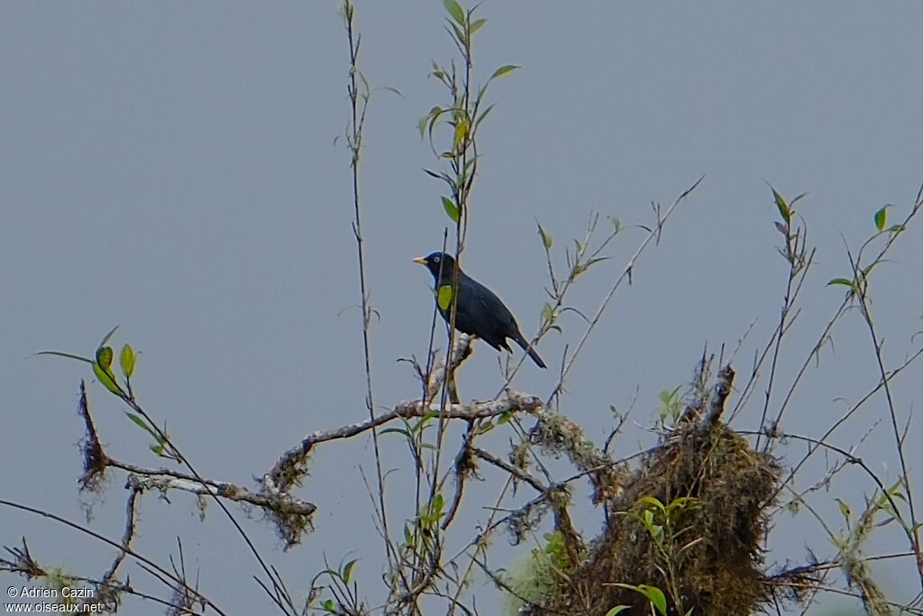 Pale-eyed Thrush male adult