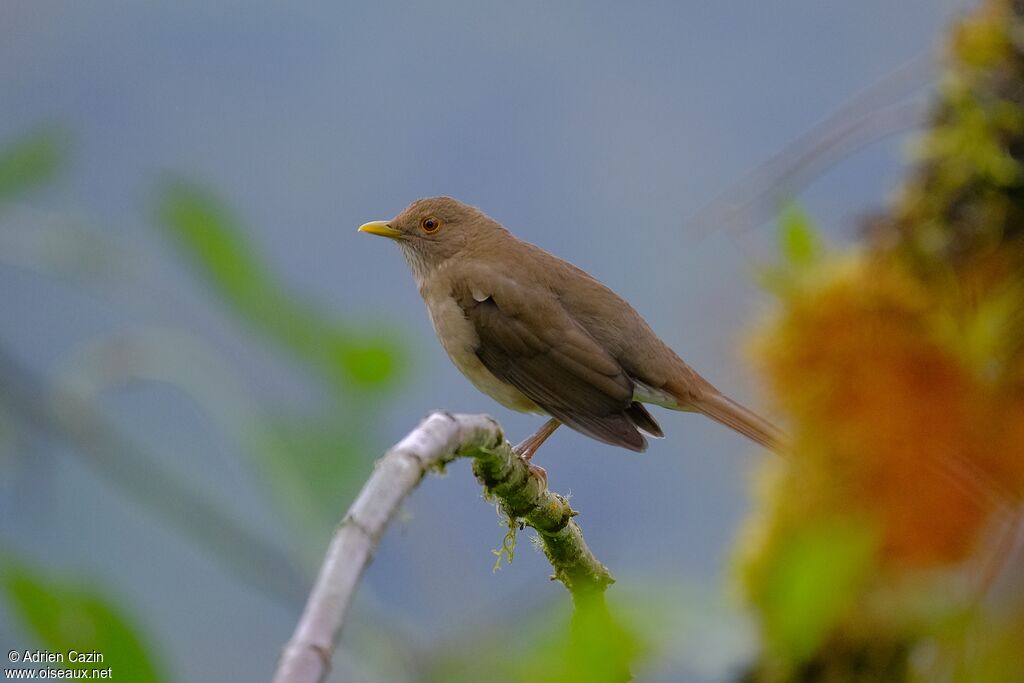 Ecuadorian Thrushadult, identification