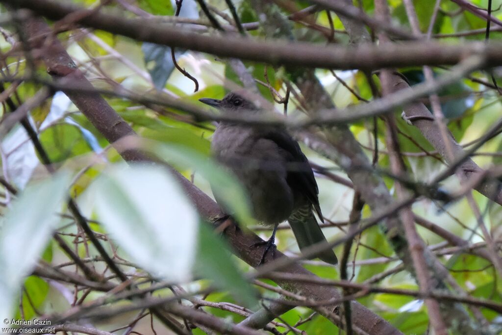 Mountain Thrush