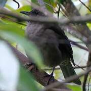 Mountain Thrush