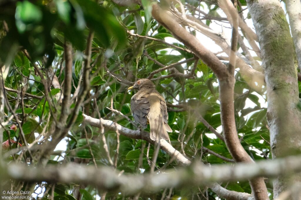 Clay-colored Thrush