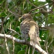 Clay-colored Thrush