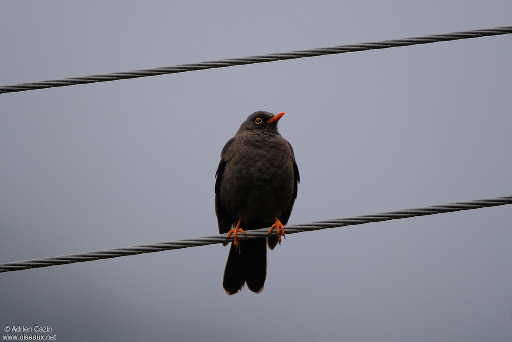 Great Thrush male adult, identification
