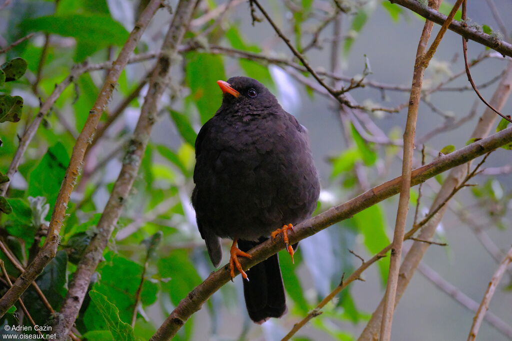 Great Thrush female adult