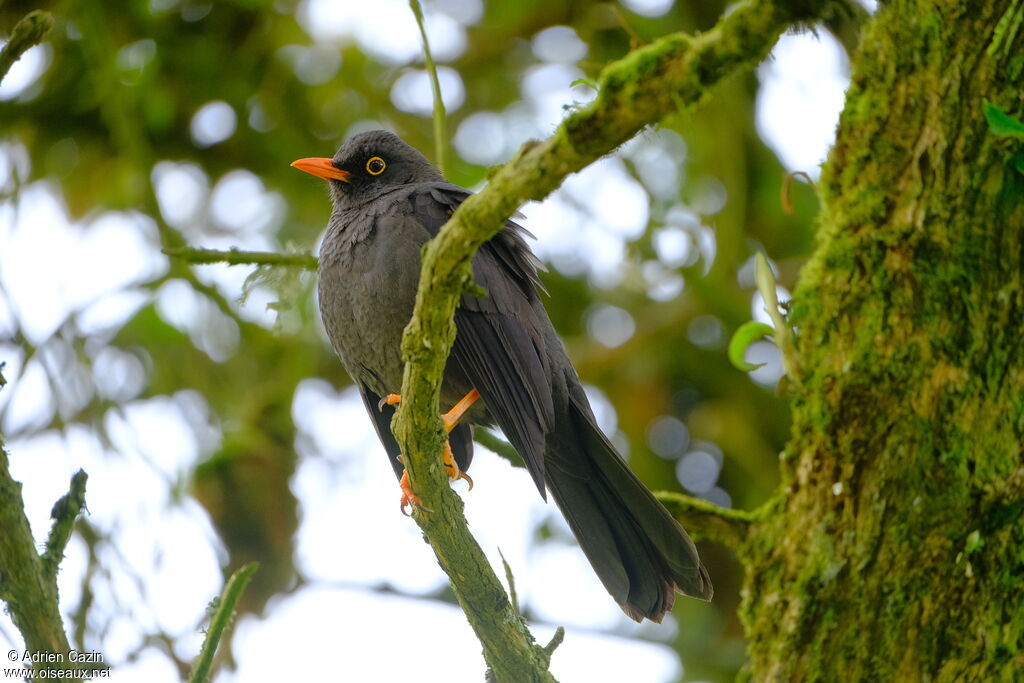 Great Thrush male adult, identification