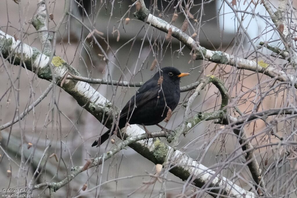 Common Blackbird male adult