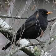 Common Blackbird