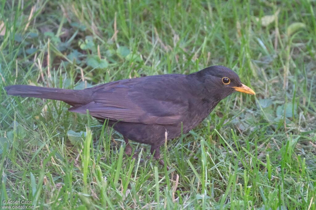 Common Blackbird male