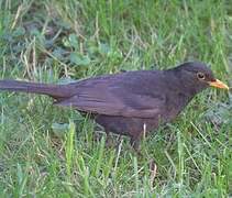 Common Blackbird