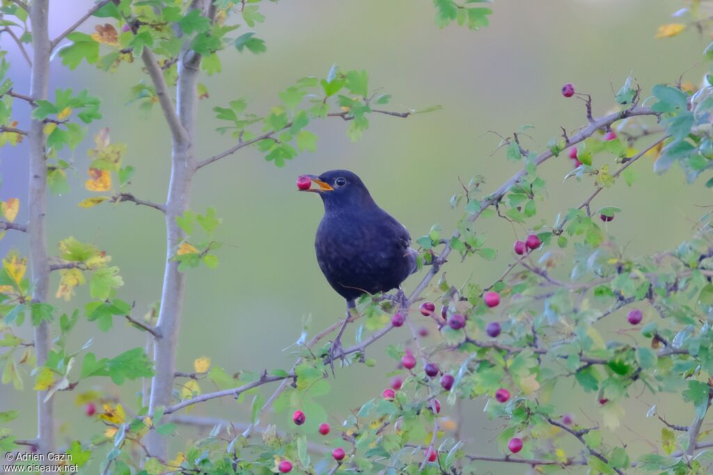 Common Blackbird male