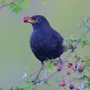 Common Blackbird