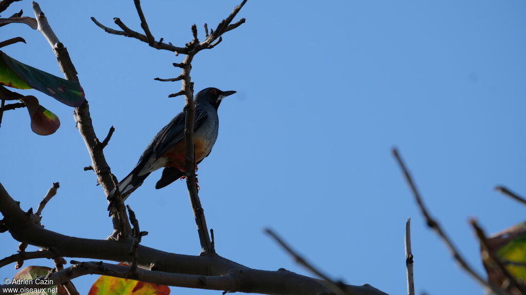 Red-legged Thrushadult