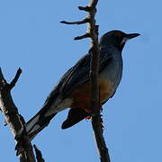 Red-legged Thrush