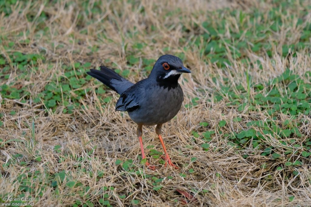 Red-legged Thrushadult