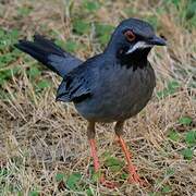 Red-legged Thrush