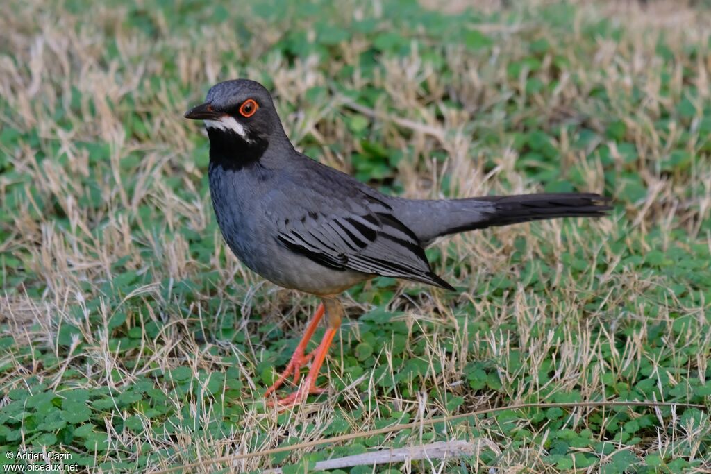 Red-legged Thrushadult