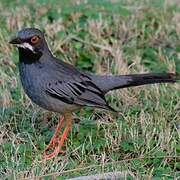 Red-legged Thrush