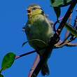 Mésange bleue
