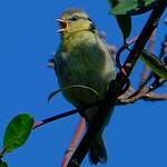 Mésange bleue