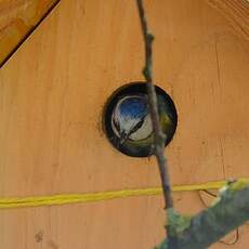 Mésange bleue