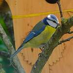 Mésange bleue