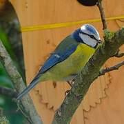 Eurasian Blue Tit
