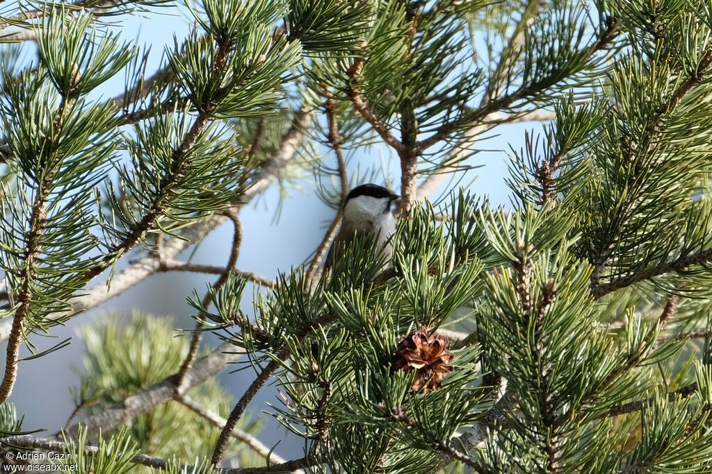 Mésange boréale