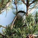 Mésange boréale