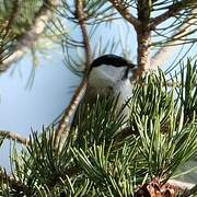 Willow Tit