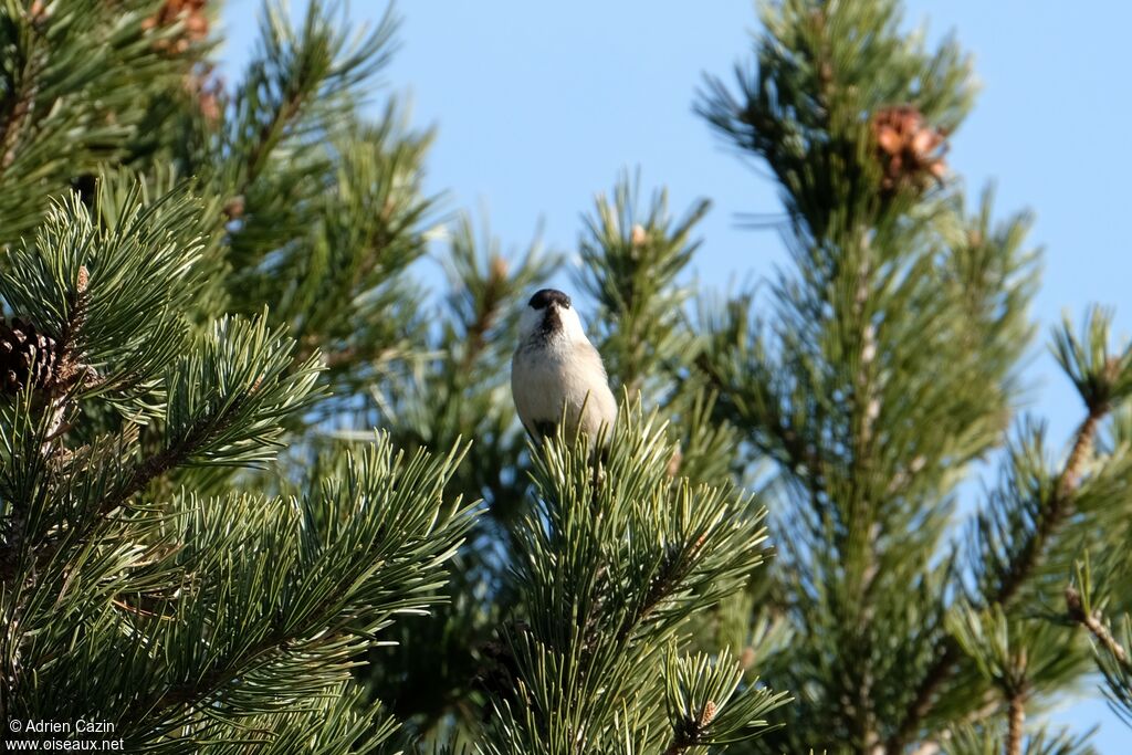 Willow Tit