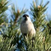 Willow Tit