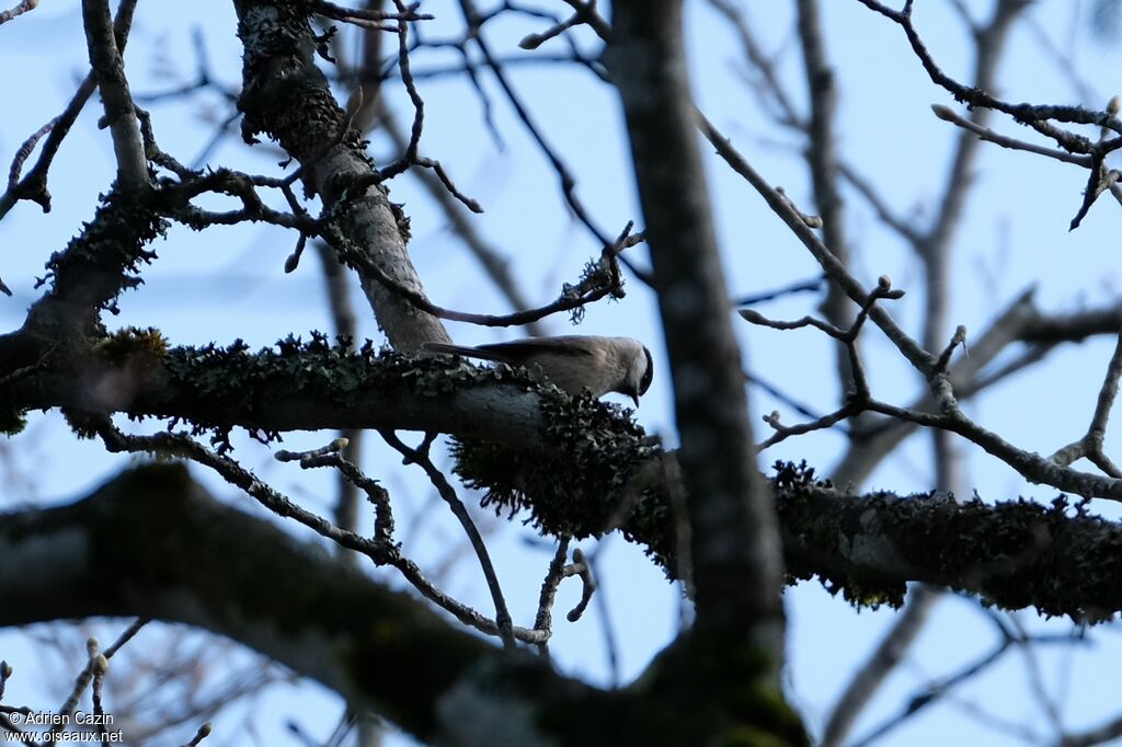 Mésange boréale